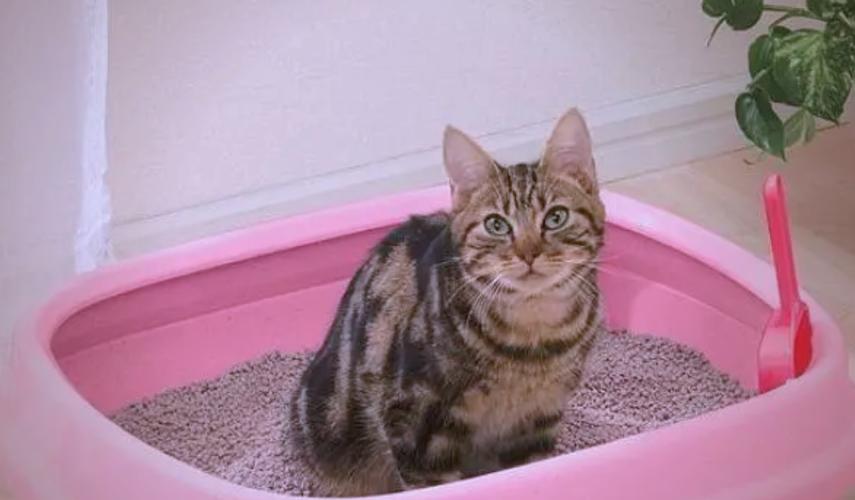 外出家里的猫怎么办