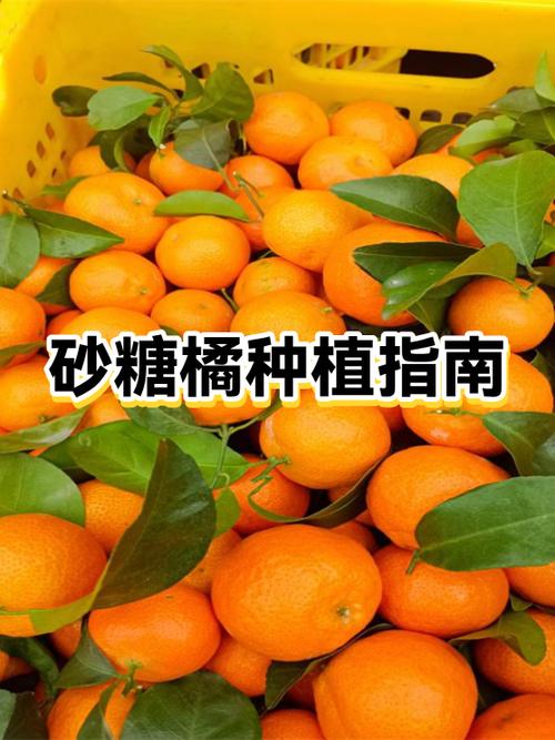如何种橘子