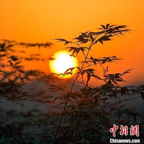 关于晨阳的视频