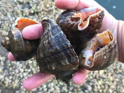 海螺笼捕海螺的正确方法