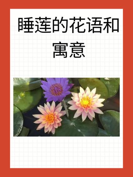 荷花的花语寓意
