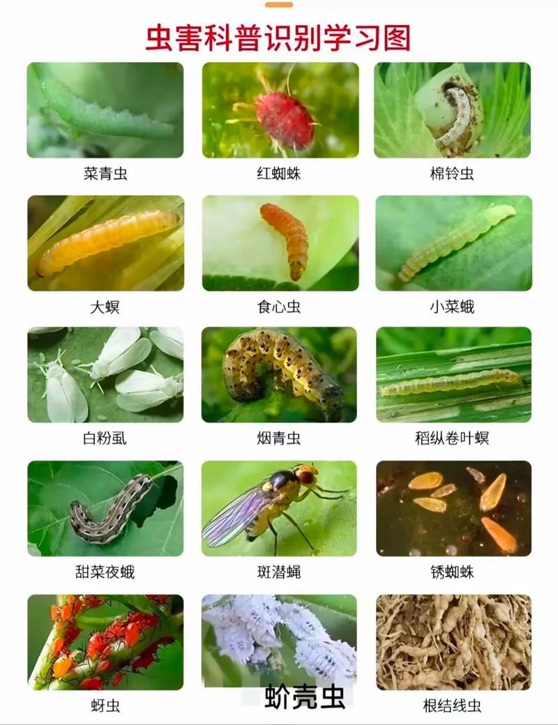 害虫大全截图2