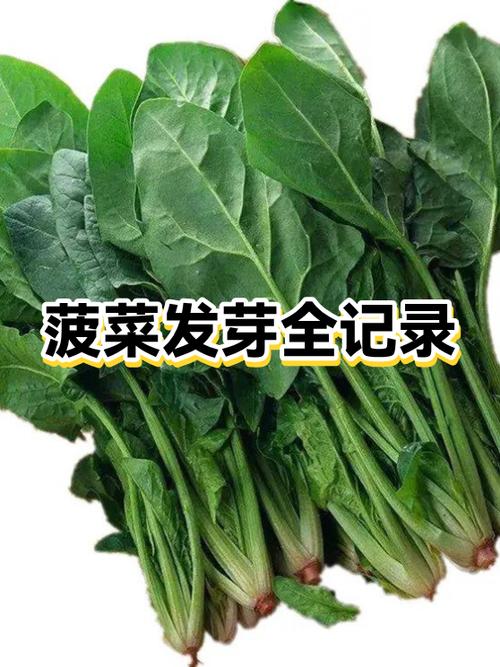 菠菜推广