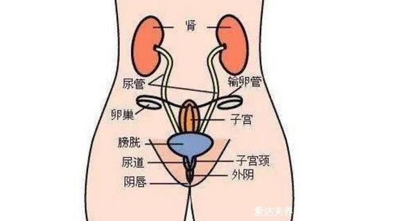 女人自体繁殖的原理