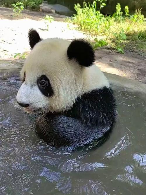 大熊猫视频播放