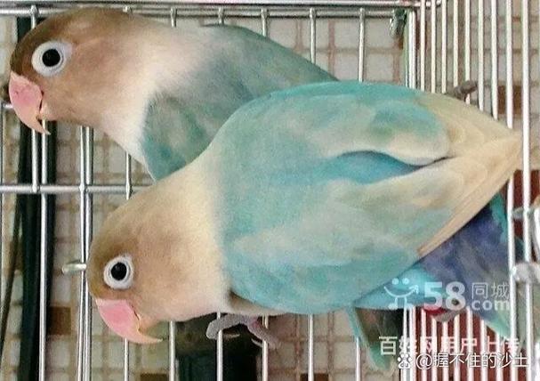 头面鹦鹉合法吗