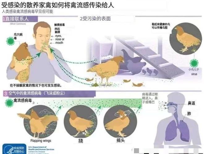 鸟类病毒感染人体截图2