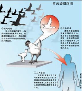 鸟类病毒感染人体截图3