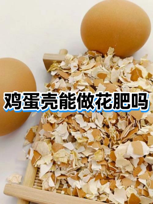 鸡蛋壳可以直接吃吗