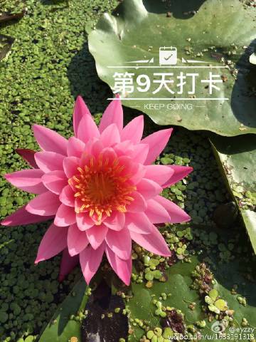 快e花