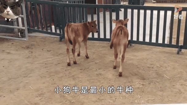 世界上最轻的牛