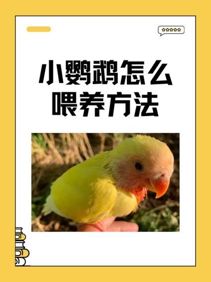 小鹦鹉脚瘸了怎么办