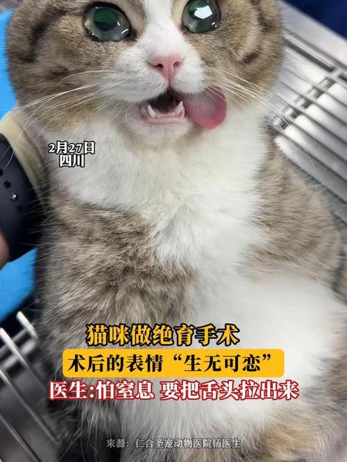 手术表情包