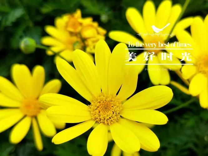 还享花怎么使用不出去截图3