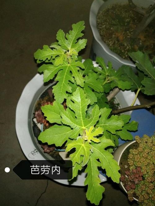 无花果看叶子识品种