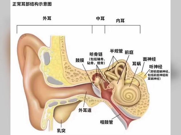 耳朵的声音叫什么