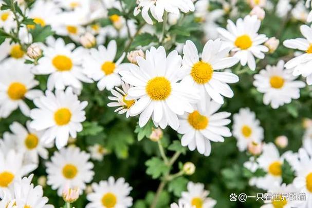 雏菊不能送人吗