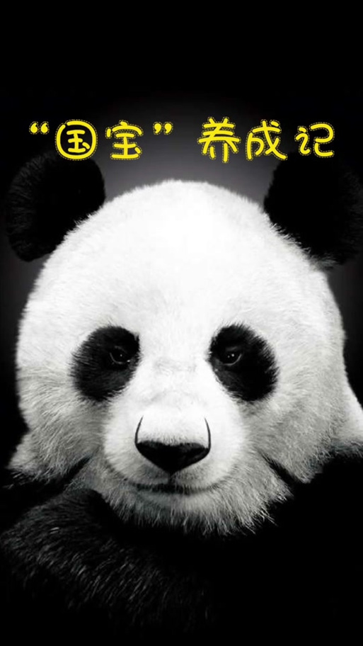 熊猫哪一年成为国宝
