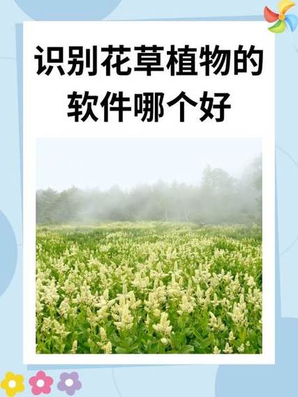 扫植物的软件是哪个最好用