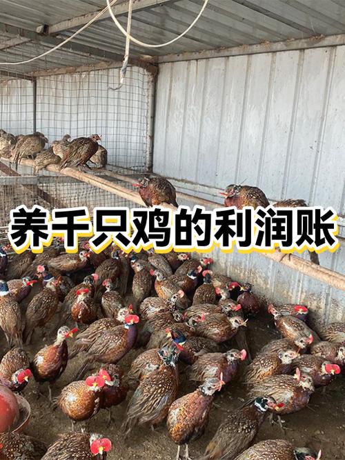 养一只鸡需要多少成本