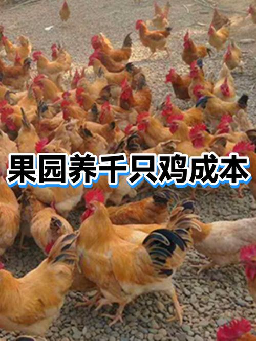 养一只鸡需要多少成本截图2