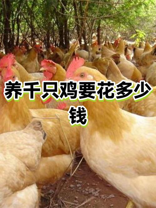 养一只鸡需要多少成本截图3