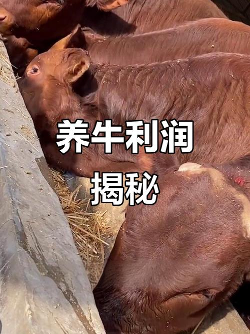 养牛10头牛一年多少万