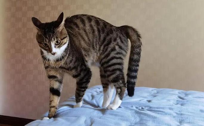 猫后腿无力走路弓背