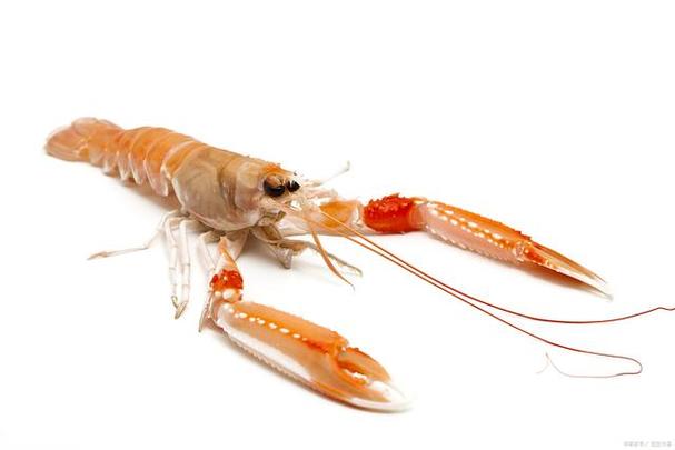 河虾 海虾
