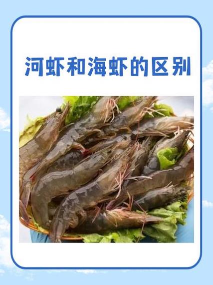 河虾 海虾截图2