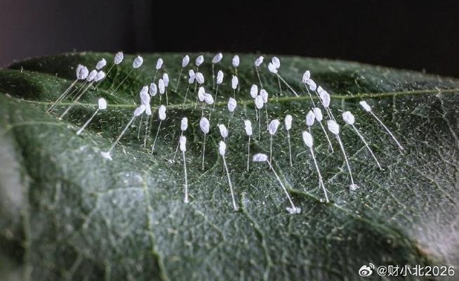 优昙婆罗花暗示什么