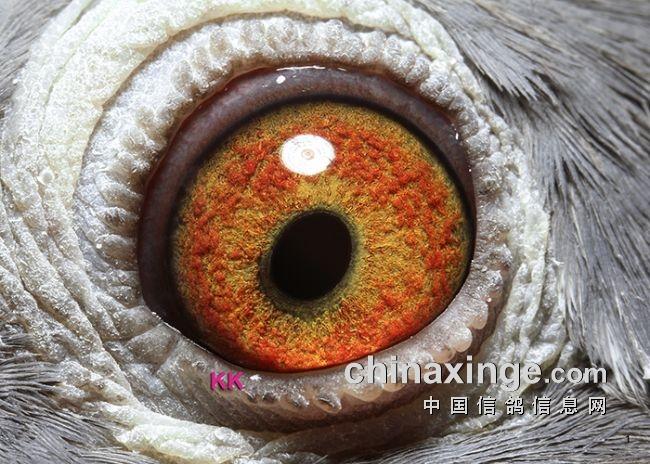 台湾五关冠军赛鸽视频截图2