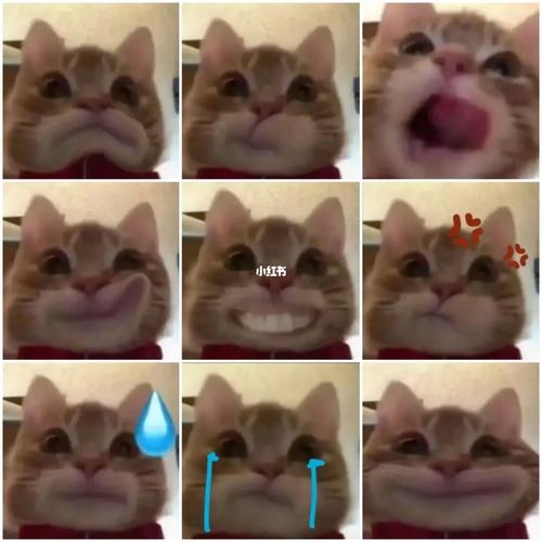 CC小猫表情包