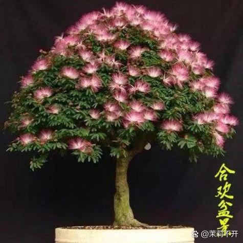 门口不能种的8种树