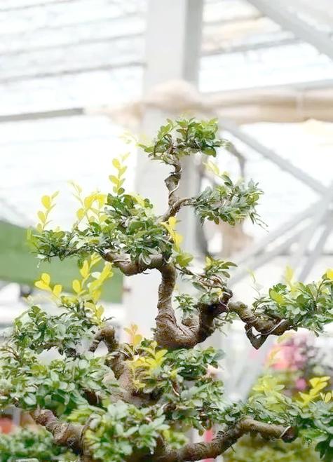 门口不能种的8种树截图3
