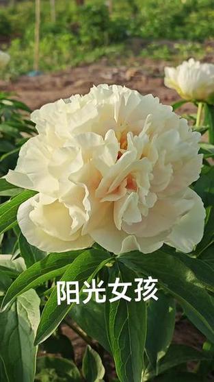 芍药花喜欢阳光吗