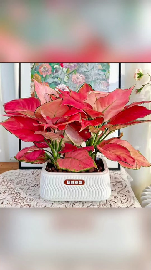 属猪的招财花