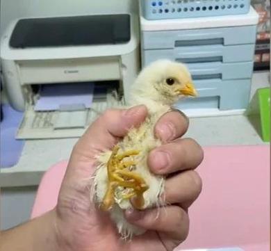 小鸡站不稳全身发抖
