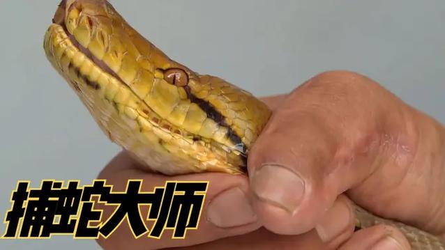 捕蛇大师电影