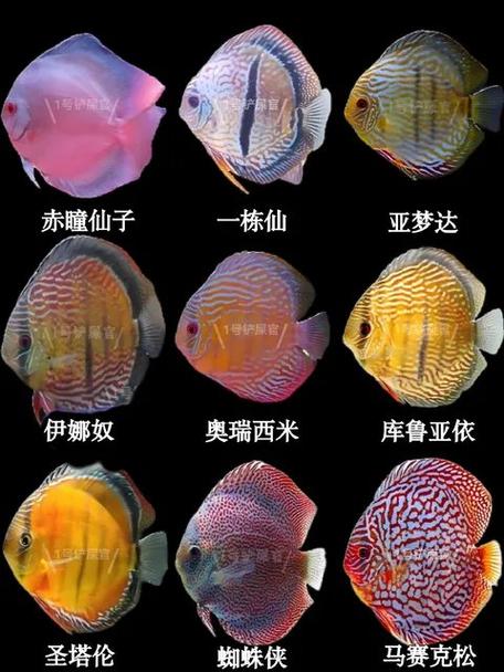 七彩神仙鱼有哪些品种