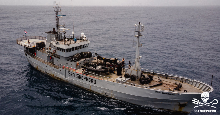sea shepherd