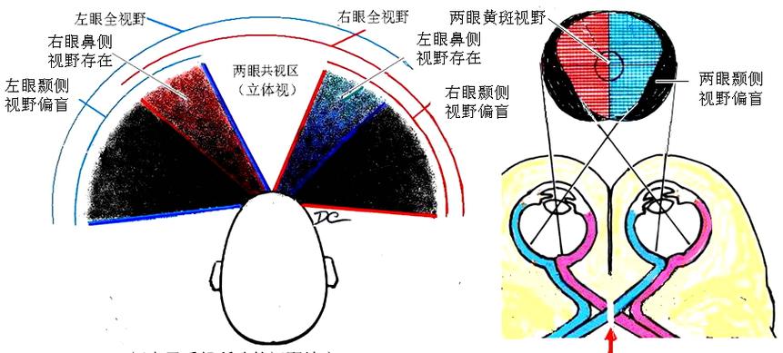 怎么判断视野是否暴露