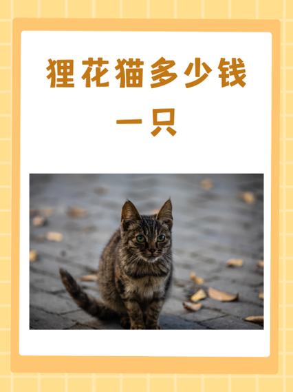 花猫是什么意思