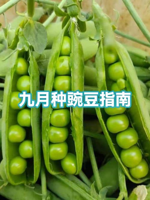 拼多多种菜怎么不能种豌豆了