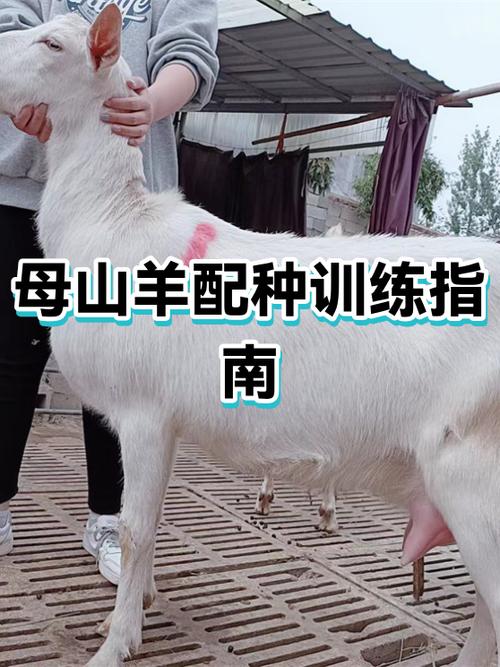 母羊的配种
