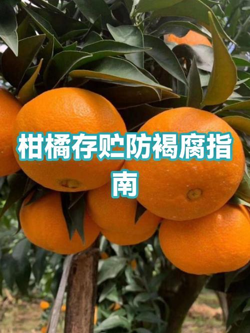 柑橘是几倍体