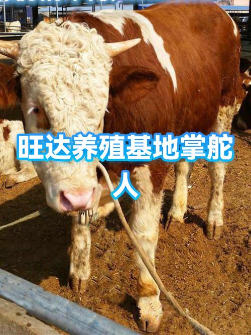 旺达养殖有限公司