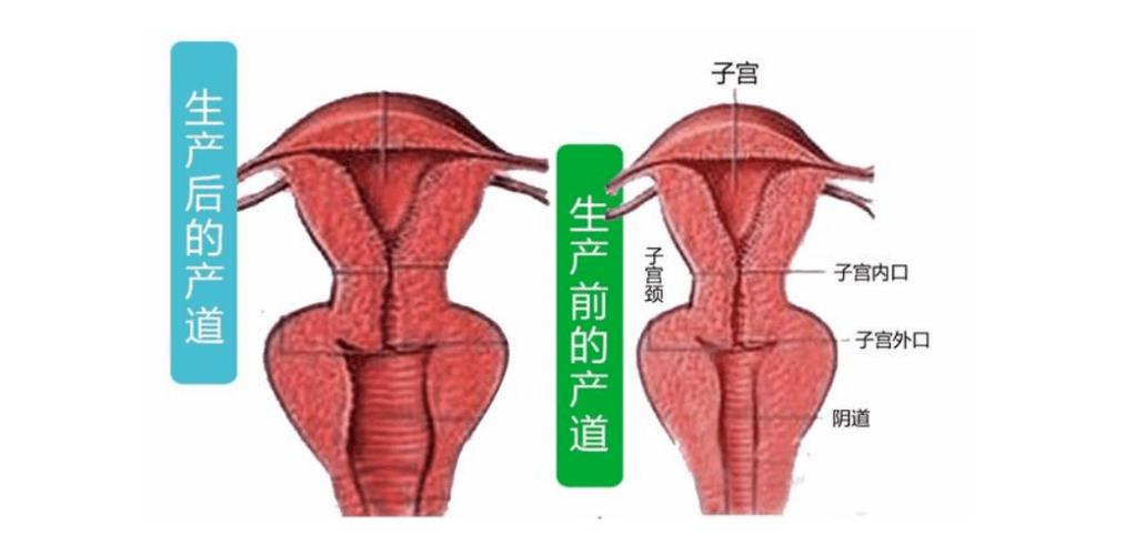 老婆下面松弛什么原因