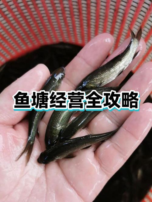 鱼塘怎么经营才赚钱