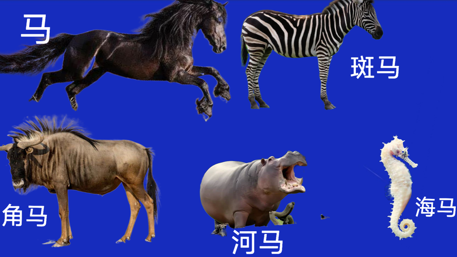 斑马不是马